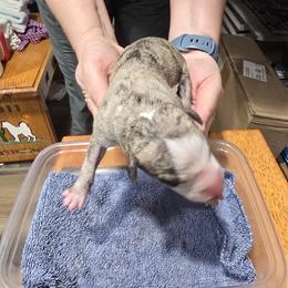 Crisparkle - White and fawn brindle male Whippet puppy in Alvin, Texas from Pecan Grove Akitas & Whippets