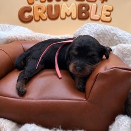 Maple - Black and tan female Cavapoo puppy in Mayo, Florida from Kingston’s Cavaliers