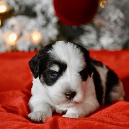 Snowflake - Parti female Miniature Schnauzer puppy in Sumner, Texas from 3M Kennels, LLC