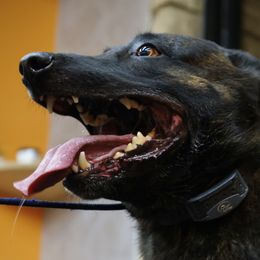 Belgian Malinois, Dutch Shepherds, and German Shepherds from Andy's Elite K9