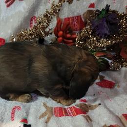 Dachshund Puppies from CLARK'S BREEDING PROGRAM