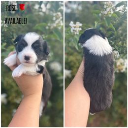 Girl 3 - Pembroke Welsh Corgi puppy in Piedmont, Alabama from Southern Raised Corgis