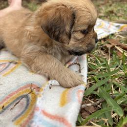 Eric - Golden male Lhasa Apso puppy in Albany, Georgia from Clark's Lhasas
