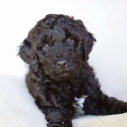 Captain - Black male Goldendoodle puppy in Iowa City, Iowa from Luneckas Litters