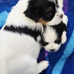 Biewer Terrier and Yorkshire Terrier Puppies from Treasures of Neptune Cove
