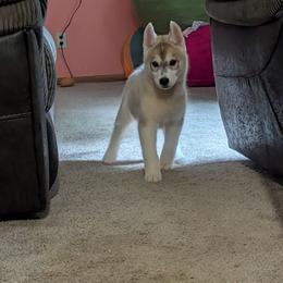 Sock - Gray and white male Siberian Husky puppy in Amery, Wisconsin from Liberty Siberians