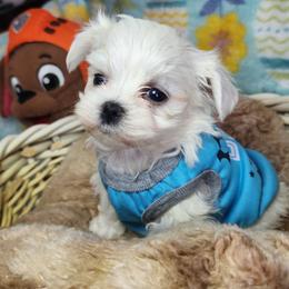 Koda - White male Maltese puppy in The Villages, Florida from My Precious Pups