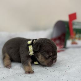 Calliope - Tricolors female French Bulldog puppy in Amarillo, Texas from Bomb City Bulldogs