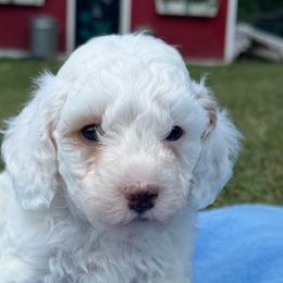Grumpy - White male Poodle puppy in Akeley, Minnesota from Blessed Acres Miniature Poodles