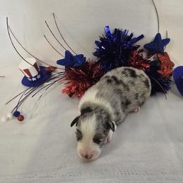 Girl 2 - Black tri-color female Australian Shepherd puppy in Lakeland, Florida from Diamond P Australian Shepherds