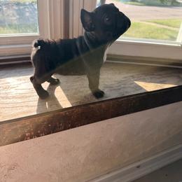 Rip - Brindle male French Bulldog puppy in Russell, Kansas from Fluffity Frenchies LLC