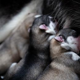 Siberian Husky Puppies from Ivie Huskies