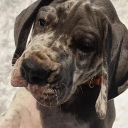 Great Dane Puppies from Big Tex K9 Konnection