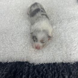 McDreamy - Blue male Pembroke Welsh Corgi puppy in Hillsville, Virginia from Bonderosa Kennels