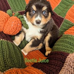 Beetle Juice - Black tri-color male Australian Shepherd puppy in Roy, Utah from Sage House Pups