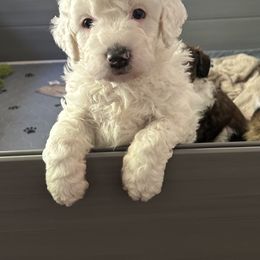 Bernedoodle Puppies from Heartland Kennels