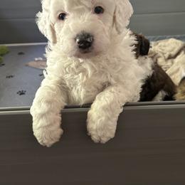 Bernedoodle Puppies from Heartland Kennels