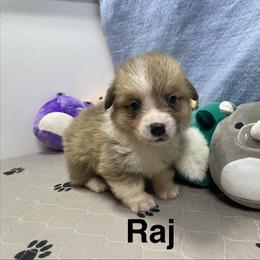 Raj - Sable male Pembroke Welsh Corgi puppy in Apison, Tennessee from Ashmore Corgis