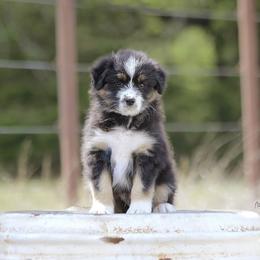 Australian Shepherd Puppies from Broken Arrow Australian Shepherds
