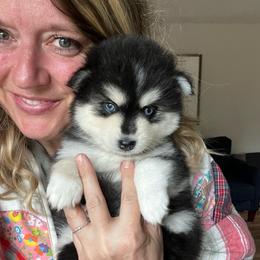 Denali - Black and white female Pomsky puppy in Rathdrum, Idaho from Smart Pomskies and Frenchies