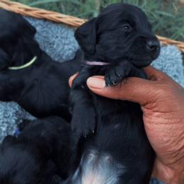 Raven - Black female Dachshund puppy in Los Angeles, California from Mini Doxies R Us