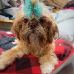 Brandy - Red female Shih Tzu puppy in Victorville, California from RUMBLE n TUMBLE