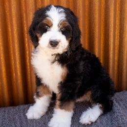 Bernedoodle Puppies from Sonoran Standard Doodles