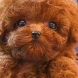 Chief - Poodle