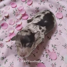 Marni - Chocolate and cream female Dachshund puppy in Oklahoma City, Oklahoma from OkieDoxieland Dachshunds