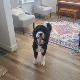 Willow - Bernedoodle