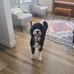 Willow - Bernedoodle