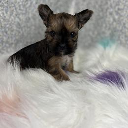Yorkshire Terrier Puppies from Lovely Yorkies Colorado