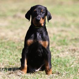 Mance - Black and rust male Doberman Pinscher puppy in Rockwall, Texas from Elitehaus