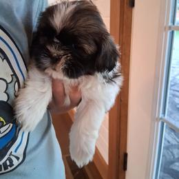 Lexi - Brindle and white female Shih Tzu puppy in Lebanon, Pennsylvania from Stoney Acre Farms