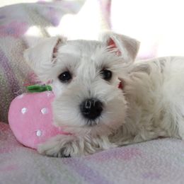Miss Bear - White female Miniature Schnauzer puppy in Shoshone, Idaho from Debra Kruse's Miniature Schnauzers
