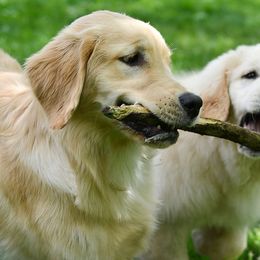 Golden Retriever All Grown Up from Goldenway Goldens