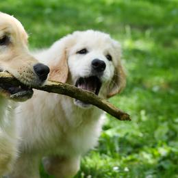Golden Retriever All Grown Up from Goldenway Goldens