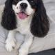 King Charles
