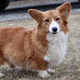 Kahlua - Pembroke Welsh Corgi