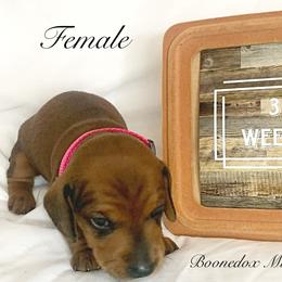 Dachshund Puppies from Marissa's Dachshunds (BooneDox Mini Dachshunds)