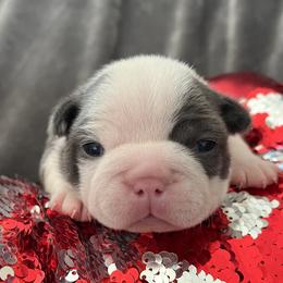 Angel - Blue female Boston Terrier puppy in Red Bluff, California from Sugar Baby Bostons