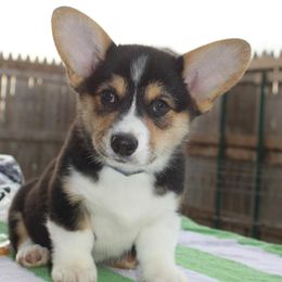 Cotons de Tulear and Pembroke Welsh Corgis from Kacia Kennels