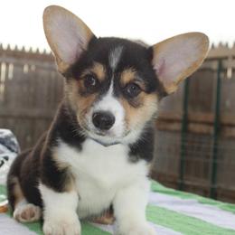 Cotons de Tulear and Pembroke Welsh Corgis from Kacia Kennels