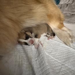 Pembroke Welsh Corgi Puppies from Sugarbush Corgis