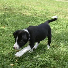 Border Collie Puppies from Porter’s Borders