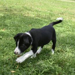 Border Collie Puppies from Porter’s Borders