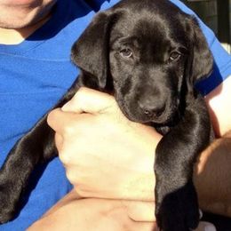 Labrador Retrievers from Ren's Labradors