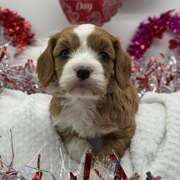 Dolce - Red female Cavapoo puppy in Austin, Texas from Doodles of Central Texas