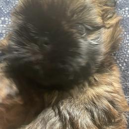 Shih Tzu Puppies from Denise's Shih Tzus