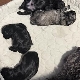 Miniature Schnauzer Puppies from Birkin’s Miniature Schnauzers